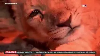 ТВЦ про львенка, привезенного в "Тайган" из Мелитополя