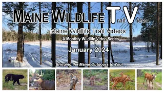 Maine Deer Herd/Coyote/Bobcat/January Wildlife Trail Video