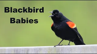 Get To Know The Red-winged Blackbird