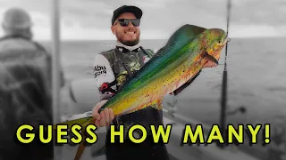 Yamba Offshore Fishing for Mahi Mahi (dolphinfish)