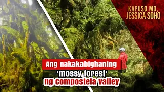 Ang nakakabighaning ‘mossy forest’ ng Compostela Valley  | Kapuso Mo, Jessica Soho