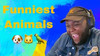 #FunniestAnimals #AnimalsFunniest Funniest Animals - Best Of The 2020 Funny Animal Videos -Reaction