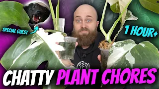 1 Hour of Chatty Plant Chores | Honey Badgers, Plant Hormones, Philodendron, Monstera & More!