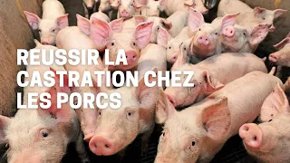 RÉUSSIR LA CASTRATION CHEZ LES PORCELETS:La vidéo qu'il faut absolument voir! PIG FARMING IN AFRICA