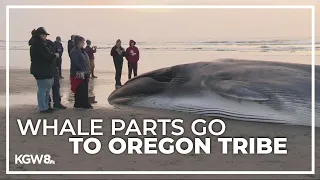 Oregon tribe granted right to collect parts from washed up whale