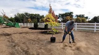 Plant ‘Em High, They Won’t Die! 😆 Planting More Trees on the New Property! 🌳🌲🌳 // Garden Answer