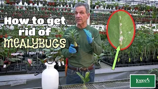 How to Get Rid of Mealybugs - Part 1 of Logee's "Pest Prevention" Series
