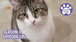 Stella Loves Soap, Lost Fur, A Hurt Bird - S3 E135 - Cat Vlog