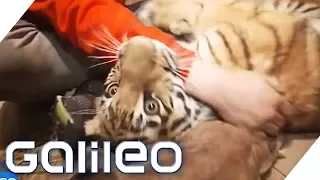 Ein Tiger als Haustier | Galileo | ProSieben