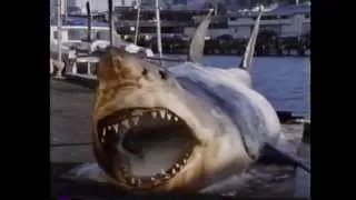 SHARKS The True Story