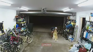 Thief takes a break to play with a dog
