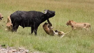 Big buffalo stands strong against 10 lions