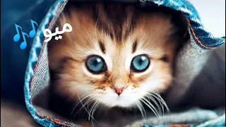 تصميم قطط على اغنية ميو المشهورة🐱🎶🐈🎵