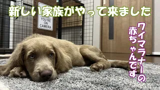 【お迎え】我が家に新しい家族がやって来ました！