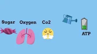 Cellular respiration steps