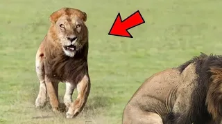 LION CATCHES LIONESS WITH ANOTHER MALE AND SEE WHAT HAPPENED