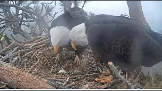 Big Bear Eagles ~ Jackie & Shadow RESILIENT & DEDICATED Still To Egg #2 💕 Message From FOBBV 3.23.21