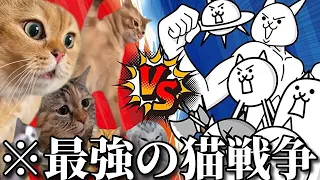 【神回】ネットでバズった猫ミームの面白動画がツッコミどころ満載だったｗｗ【逆再生】【TikTok】【猫マニ】【アニメ】【漫画】【ホラー】【面白画像】【ハッピー】【鬼滅の刃】【ワンピース】【傑作＋新作】