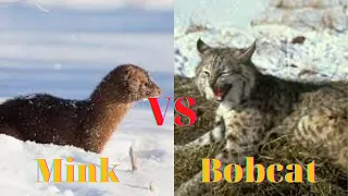 mink vs bobcat.4 minutes of mink hunting is worth watching. || Animal TV show