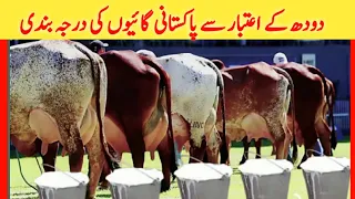 Top 5 Highly Milking Cows Breed of Pakistan | Cow Farming