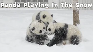 Panda Cubs Playing In The Snow | iPanda