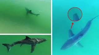 Great White Shark is Missing Part of its Pectoral Fin.