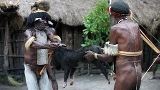 Pig slaughter by Dani tribesmen - Baliem Valley, Papua province, island of New Guinea