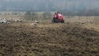 т-25 дискова борона по цілині