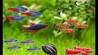 Los Enanos del Acuario (Especial: Corydoras, Tetras, Rasboras y Más)