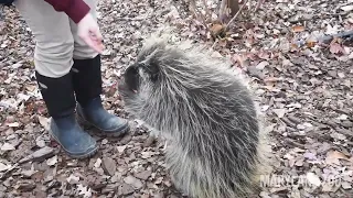 Oscar the North American Porcupine