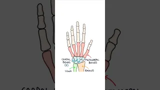 Basic Hand Bone Anatomy #medicalstudent #anatomy #orthopaedics #biology