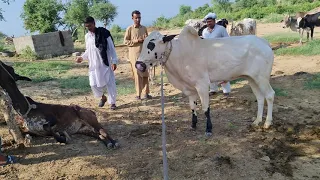 🔴 Cow mating very hard | breed cows naturally | Unsuccessful Attempt | Expensive Bulls Of Pakistan