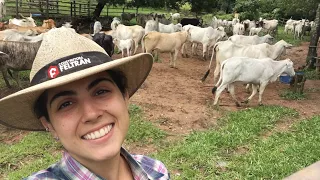 Fechando o Gado | #20diascomGabiGobo - Canal Jeito de Cowboy