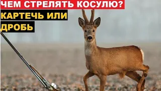 ✔️ЧЕМ СТРЕЛЯТЬ КОСУЛЮ? МОЙ ВАРИАНТ ПАТРОНОВ!