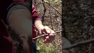 Kevin - Buds starting to open on apple trees