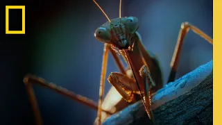 Night Time in the City From a Bugs POV | A Real Bug's Life | National Geographic