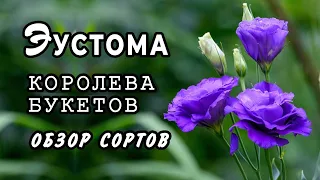 Эустома. Обзор новых сортов (гибриды)