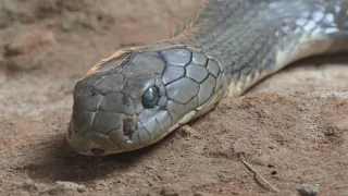 Giant King Cobra snake, Video in 4k ultra HD