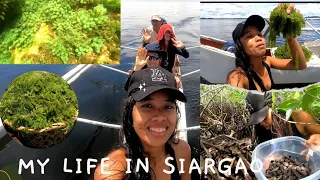 Mag Harvesting tayo ng seaweeds at seafood my life in Siargao