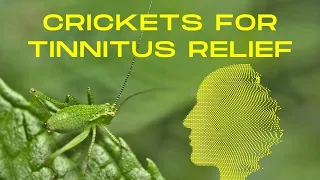 Are Cricket Sounds The New Solution For Tinnitus?