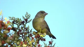 Florya /European Greenfinch / Chloris chloris