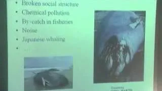 Society and Culture of the Sperm Whale