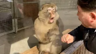 Monkeys Reacting to Magic For The First Time! Funniest Animals and Pets