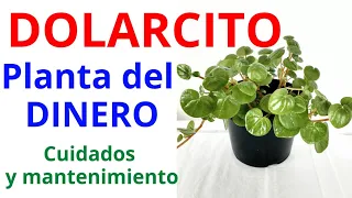 PLANTA DOLARCITO O PLANTA DEL DINERO