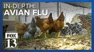 Avian Flu continues to impact Utah