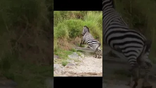 Zebra escape the death  #shorts  / #wildlife