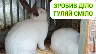 МІЙ ДОСВІД РОЗВЕДЕННЯ КРОЛИКІВ! 🐇 КРОЛІ 🐰 В ПРИСАДИБНОМУ ГОСПОДАРСТВІ!