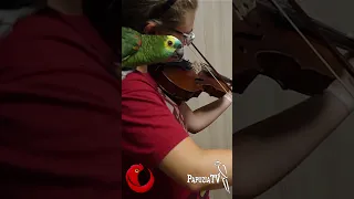 Unbelievably Musical Parrot
