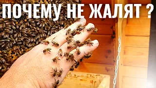 ПОЧЕМУ ПЧЁЛЫ НЕ КУСАЮТ (ЖАЛЯТ) ?