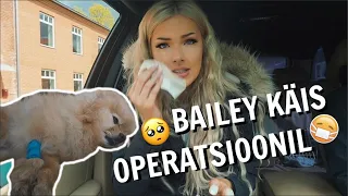 Bailey pidi opile minema ft TikToki kohv ja pisarad